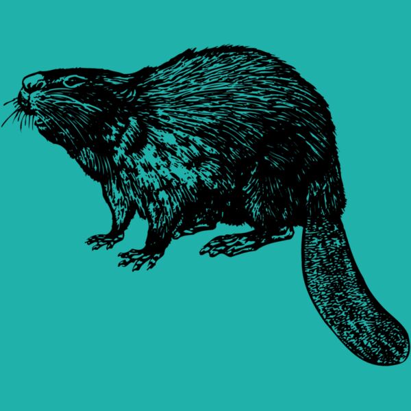 BEAVER02 Thumbnail