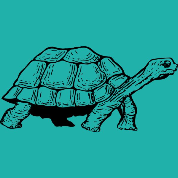 TURTLE01 Thumbnail